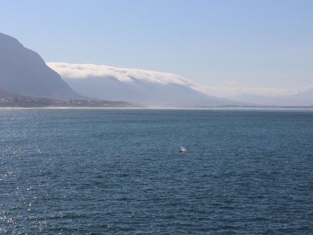 Cycle the Whale Route from Hermanus to Gordons Bay (80km)